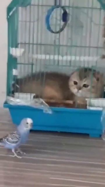 Попугай и кот