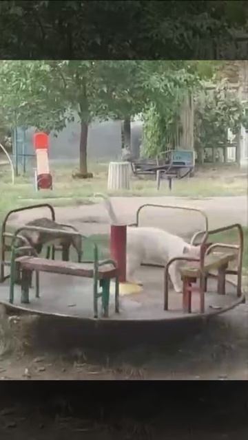 VID_20260926_144126_373.mp4