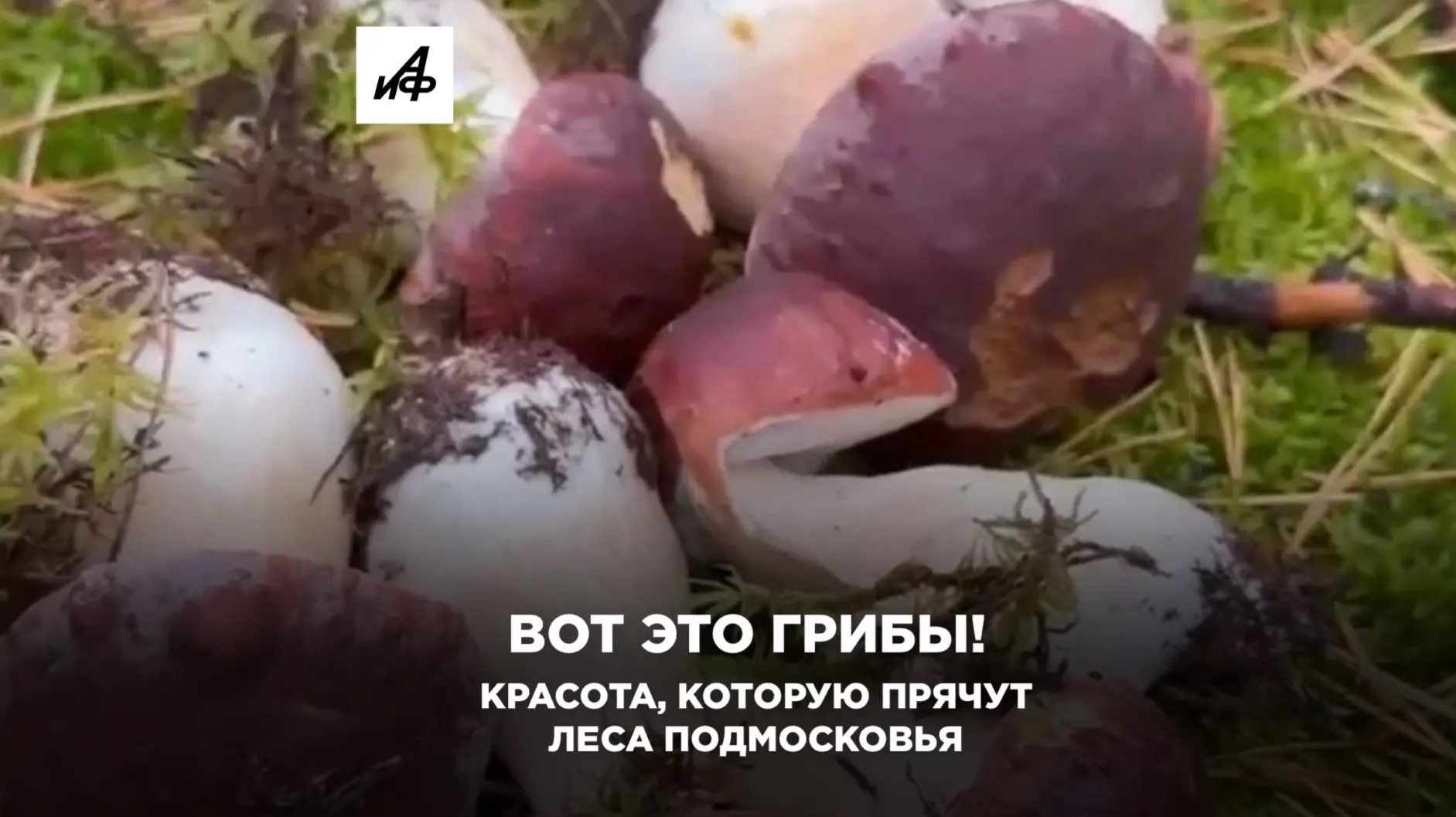 Вот это грибы! Красота которую прячут леса Подмосковья