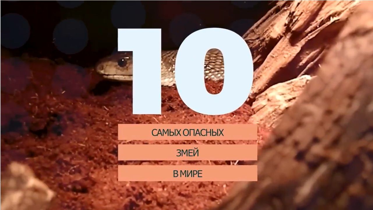 10 Самых опасных змей в мире! Ядовитые и агрессивные.