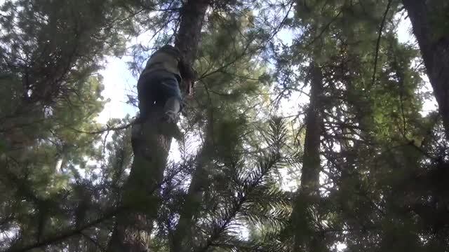 В тайгу за кедровым орехом. С Иванычем. Тайга Сибирь. Кедровый орех