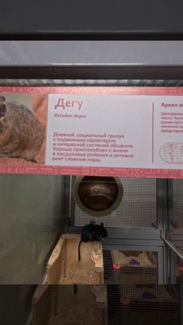 Дегу