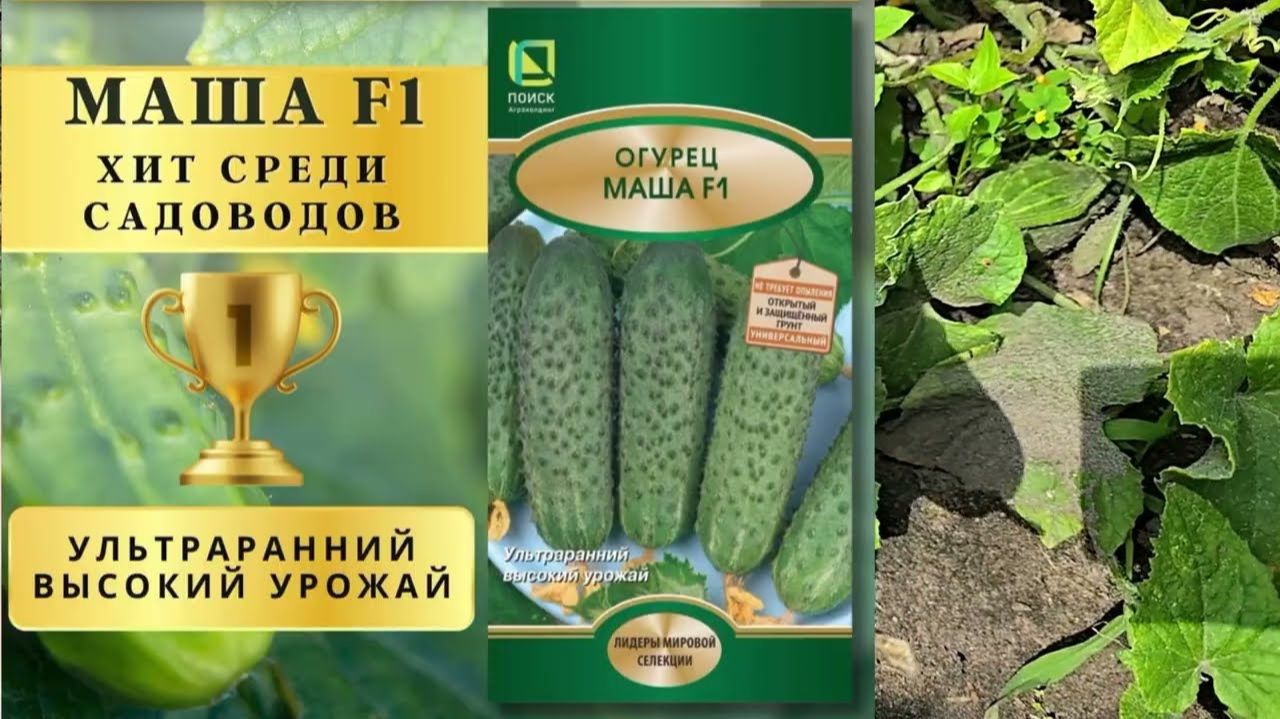 ЧУТЬ НЕ ПОДРАЛИСЬ Какой сорт лучше ТОП 4 СОРТА ОГУРЦА ДЛЯ ПОСАДКИ В 2026 get-save.com