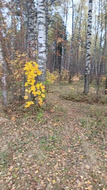 маслёнок в осеннем лесу