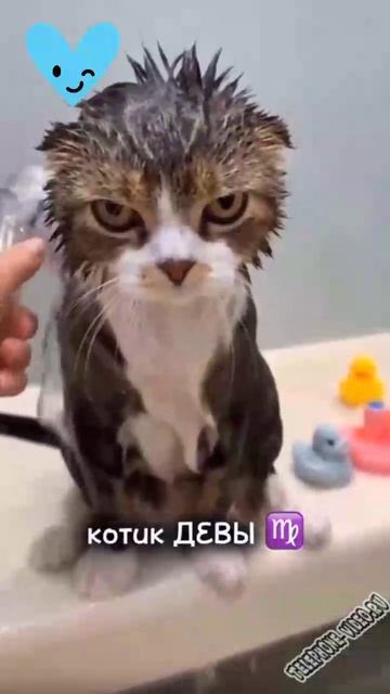 Кошачий гороскоп