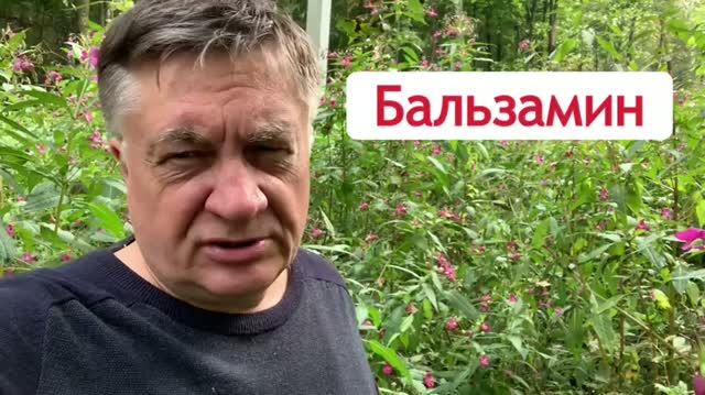 Бальзамин захватывает земли!