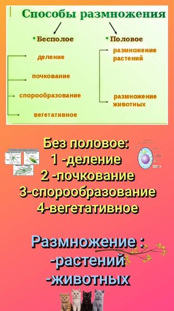 ЭВОЛЮЦИЯ размножения