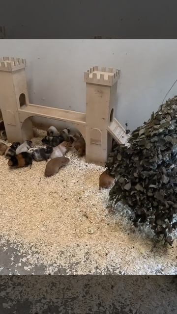 Морские свинки в Пермском зоопарке