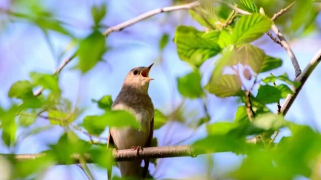 Лучшая птичья песня.Божественно поет соловей ,Singing Nightingale. The Best Bird Song.