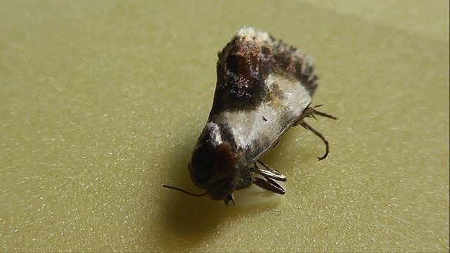 Ponometia Candefacta (совка амброзиевая)