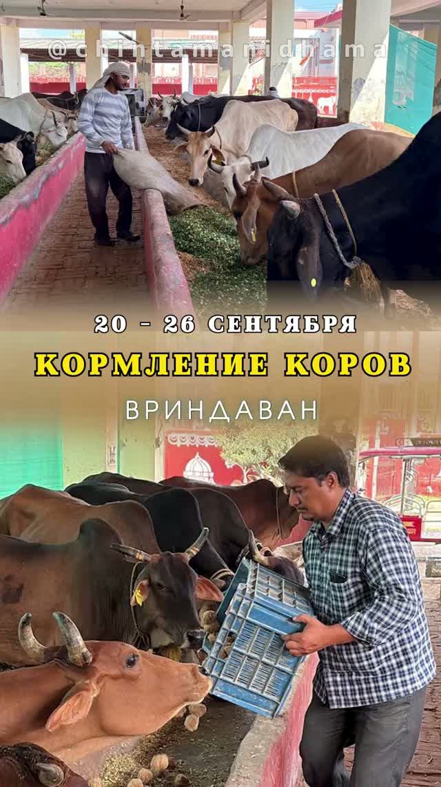 20 - 26 сентября. Видеоотчет о кормлении коров во Вриндаване