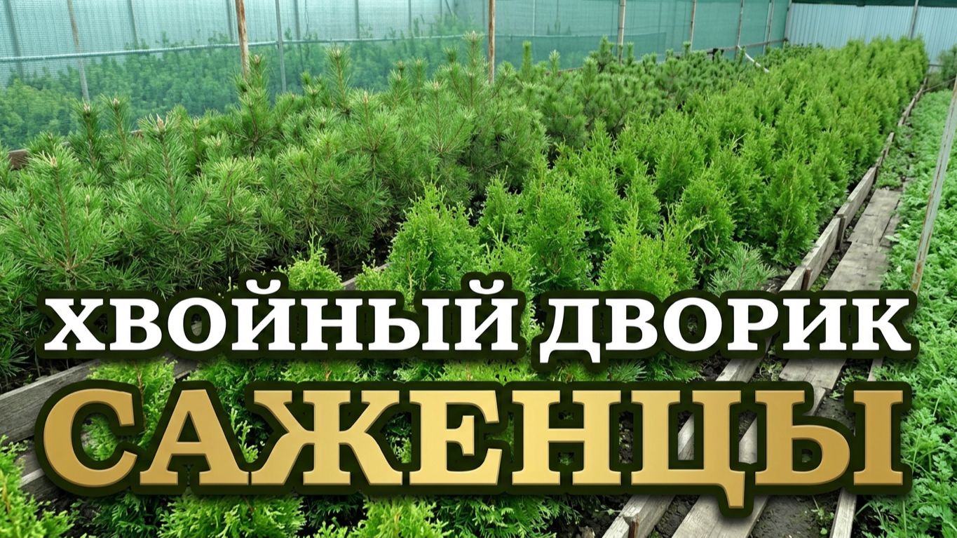Хвойные растения питомника Хвойный дворик. Самовывоз. Ассортимент.