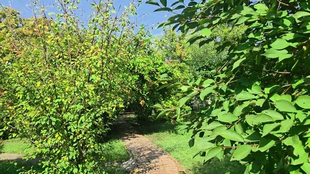 Солнечный день и небольшая прогулка по дорожкам парка