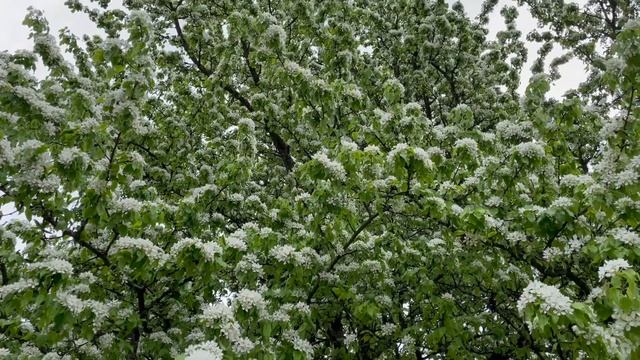 25.05.2024 Зеленогорск Яблоневый сад