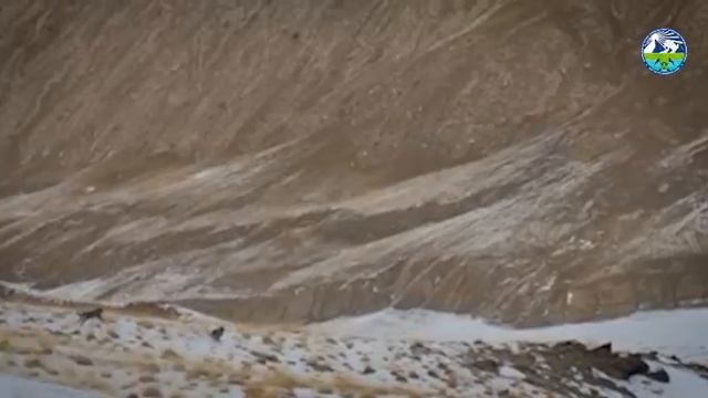 Два снежных барса в горах Иссык-Куля. На видео краснокнижных животных снял местный егерь.