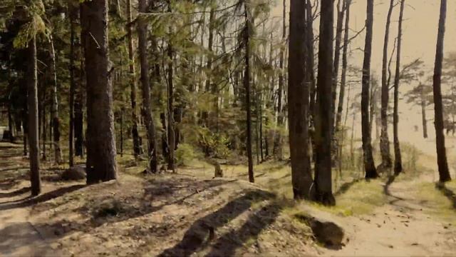 Вдоль Приморского шоссе из Зеленогорска в Комарово