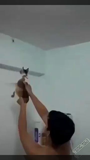 Какая польза от котов