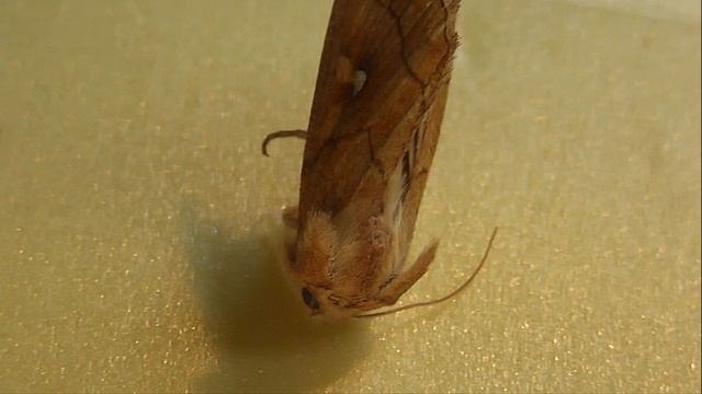 Mythimna Conigera (совка полосатая жёлто-бурая)