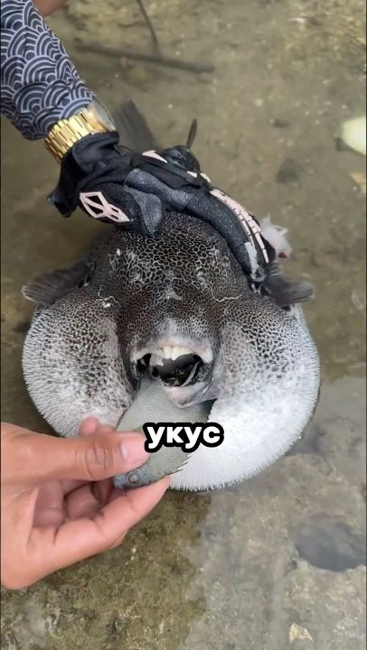 Самые сильные укусы животных #Shorts