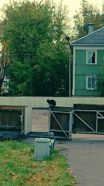 Наши пушистые друзья! Кошка на заборе.