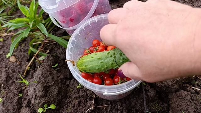Огородный репортаж 19.