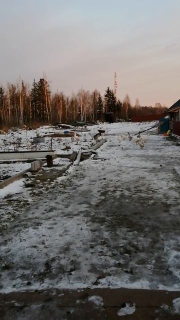 вот так гуси встречают хозяина