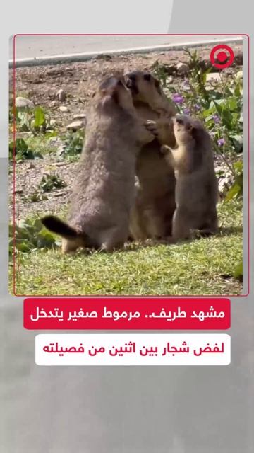 أظهرت مشاهد اثنين من مراميط الهيمالايا وهما يتشاجران قبل أن يتدخل مرموط أصغر محاولا الفصل بينهما .