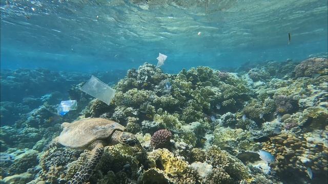 Морская черепаха🐢, красивый риф и пластик.