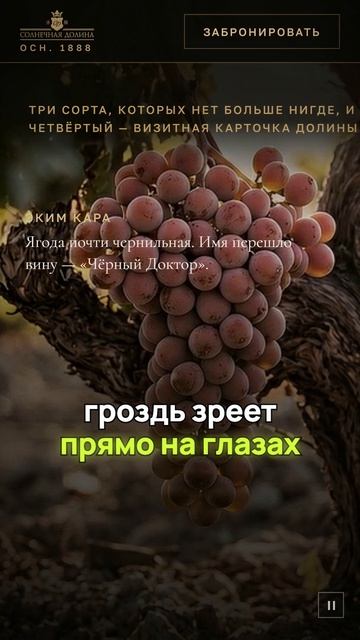 Сайт винодельни: листаете и спускаетесь с неба в виноградник