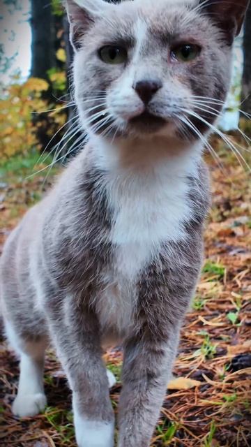  просто котик... кошка кот eremeichs travel top