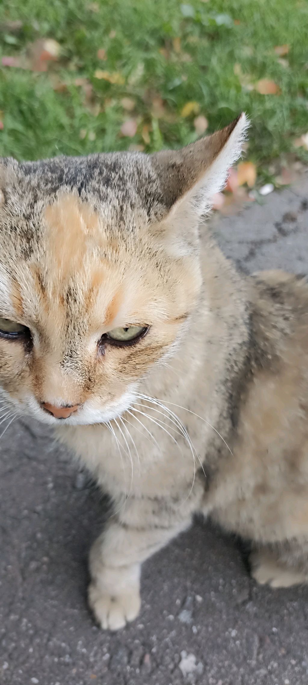 РП