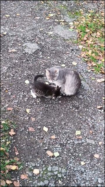 Кошка с котенком