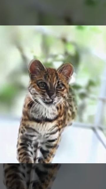 🐾 Тилькайо (Leopardus Tilcayo)
📍 Боливия, облачные леса Юнгас