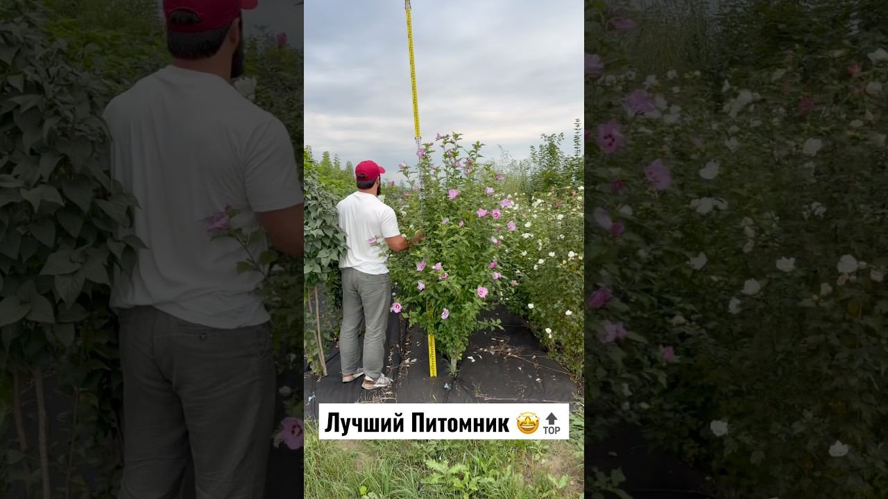 Китайская Роза  3 вида  Большой Питомник в Нальчике юмор лесной прикол лес сад огород