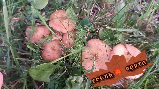 ПРИРОДА ДАРИТ ПОДАРКИ. РЯДОМ С ДОМОМ РАСТУТ ОПЯТА. УДИВИТЕЛЬНО ТАКИЕ КЛАСС. НАСТОЯЩИЕ. СУПЕР..