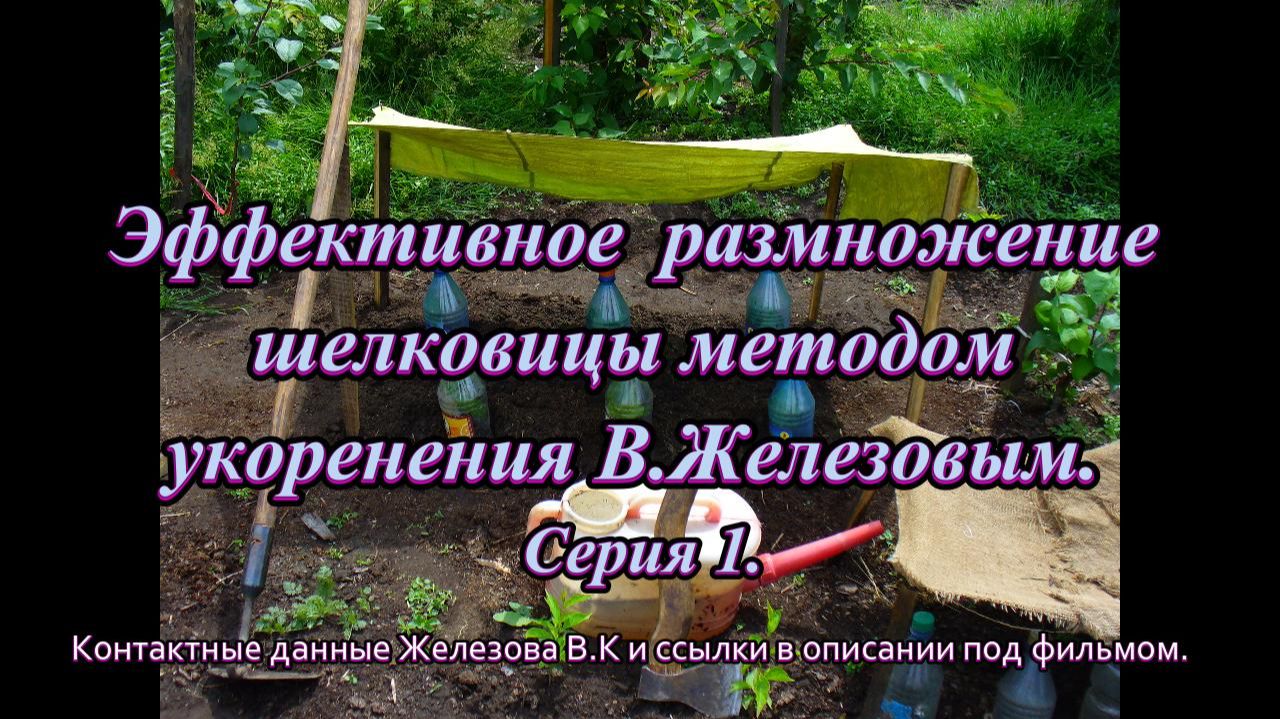 Эффективное  размножение шелковицы методом укоренения В.Железовым. Серия 1.