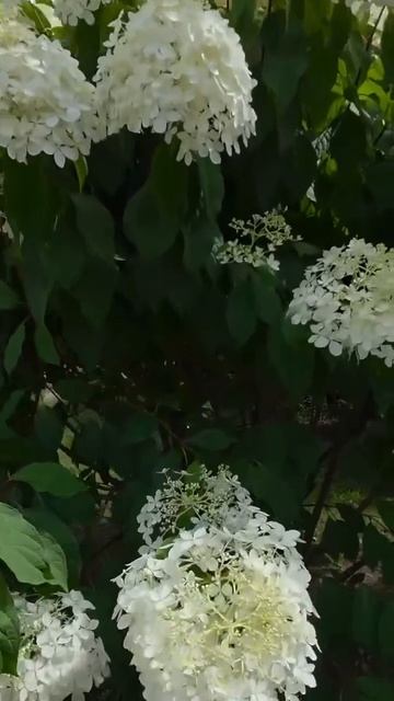 Красавица Гортензия!