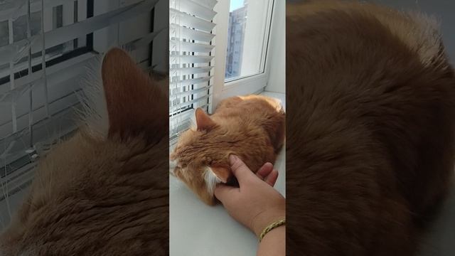 Моя любовь греется на окне