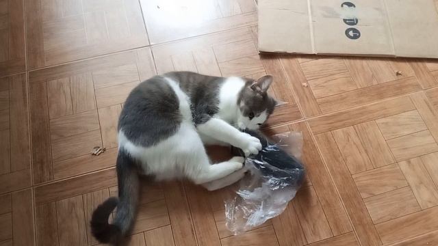 Влог.Любовь к носкам 🥴🤣🐈🧦 #влог #коты