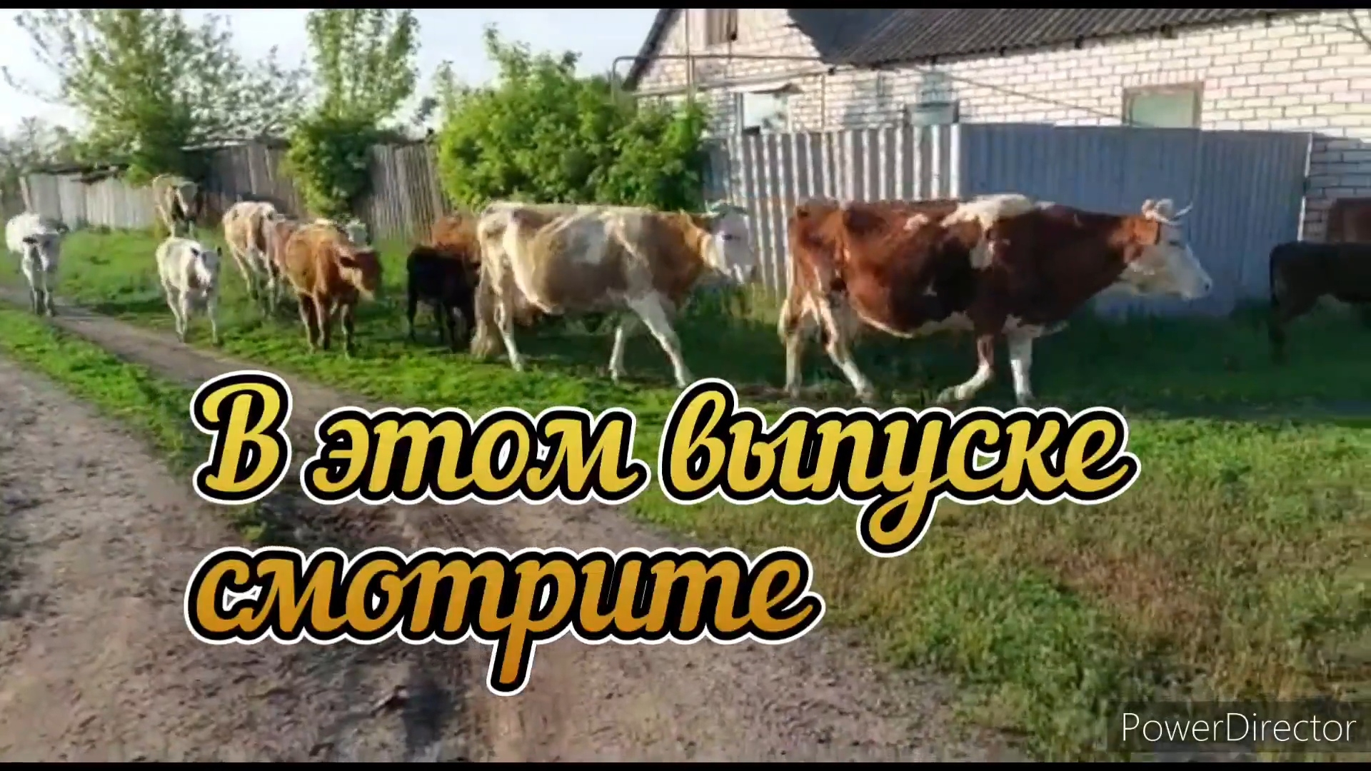 Ответ комментаторам я не прячусь моё прошлое и 19 коров