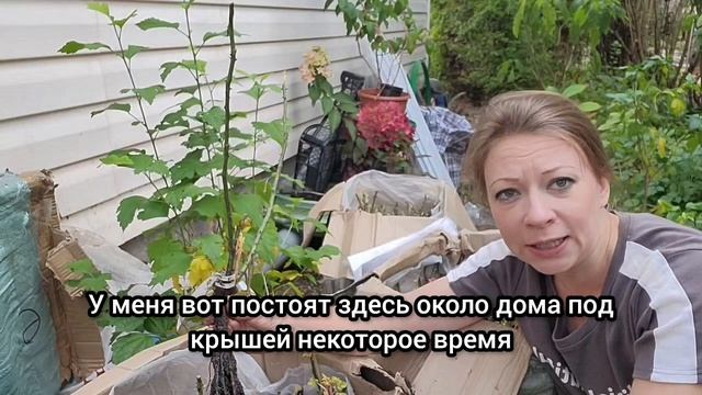 ЧТО СТАЛО С РОЗАМИ ЗА 150Р ЧЕРЕЗ ГОД