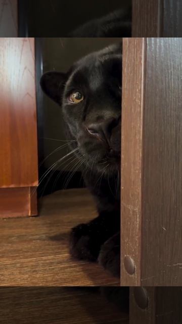 приколы смех животные юмор