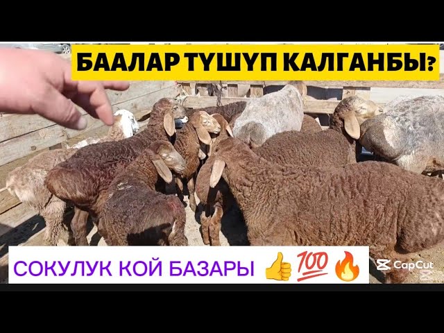 КОЙ БАЗАР СОКУЛУК МАЛ БАЗАРЫ 11-АПРЕЛЬ 2026ж КОЗУЛУУ КОЙЛОР КОЧКОРЛОР ЭЧКИЛЕР
