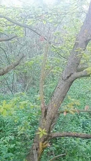 video_16076198469619