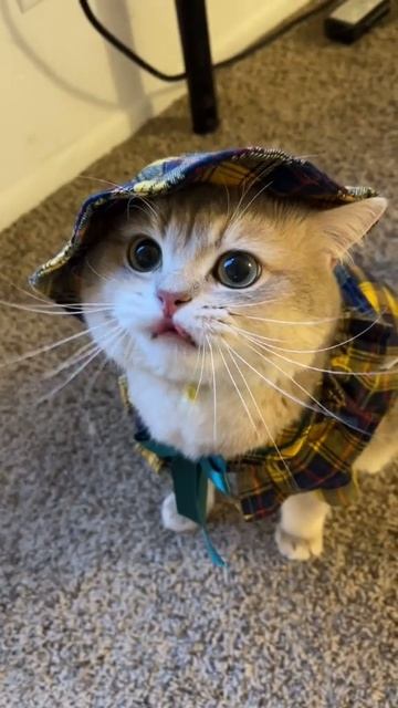 Киси