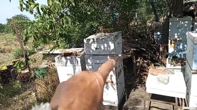Немного о сохранении запасных маток зимой.