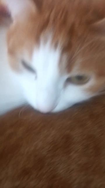 3 КОТА афоникс Cat Лайк Милота Рекомендации Милашка Кот Котэ Котик shorts short Милаха