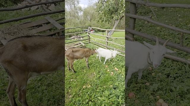 Это заразно 