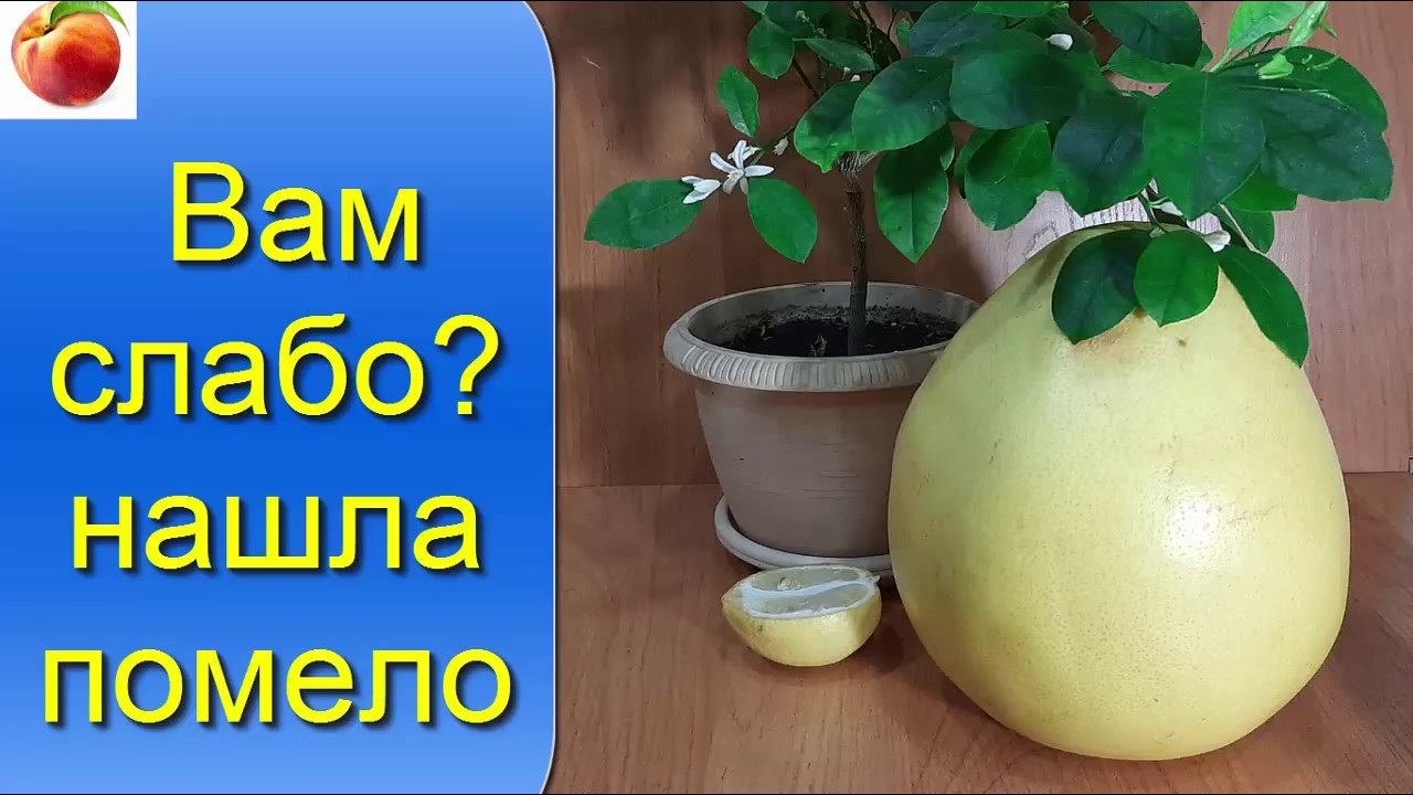 Помело - комнатный цитрус? Нашла на подоконнике Citrus Pomelo has found homes in citrus prank
