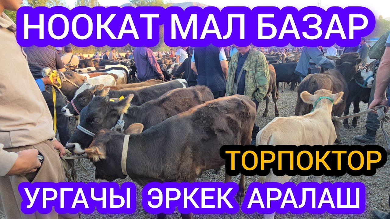 НООКАТ МАЛ БАЗАР ЭРКЕК УРГАЧЫ АРАЛАШ ТОРПОКТОР